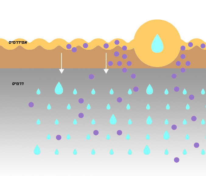 איור שמראה את חדירת חומצה היאלורונית בעור, עם תיאור של השכבות אפידרמיס ודרמיס והשעון על זרימת מים והשפעתו על הלחות בעור.