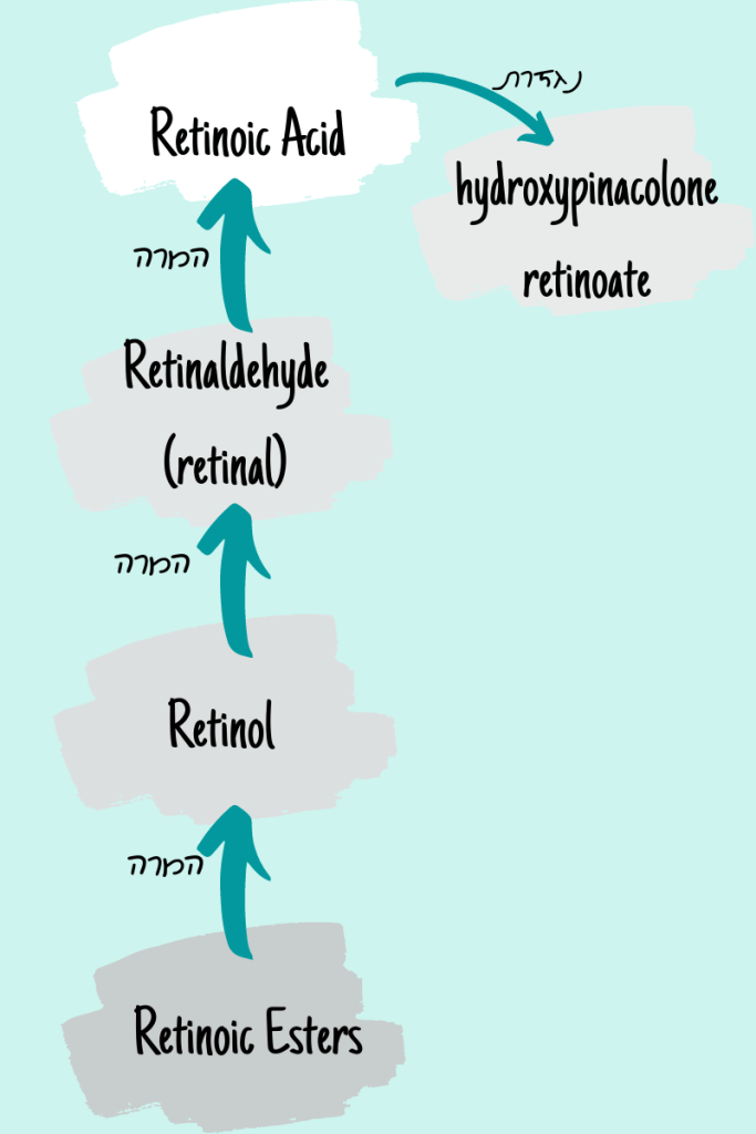 אינפוגרפיקה הממחישה את התהליך הכימי של המרת רטינואידי: חומצה רטינואית, רטינאלדהיד, רטינול, אסטרים של רטינואיד, והנגזרת הידרוקסיפינאקולון רטינואט.