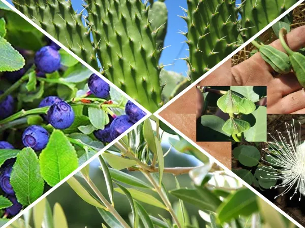 קולאז' של צמחים שונים, כולל צבר, אוכמניות, עלי זית וצמחים נוספים. התמונה מציגה את מבנה העלים והפרחים של הצמחים השונים.