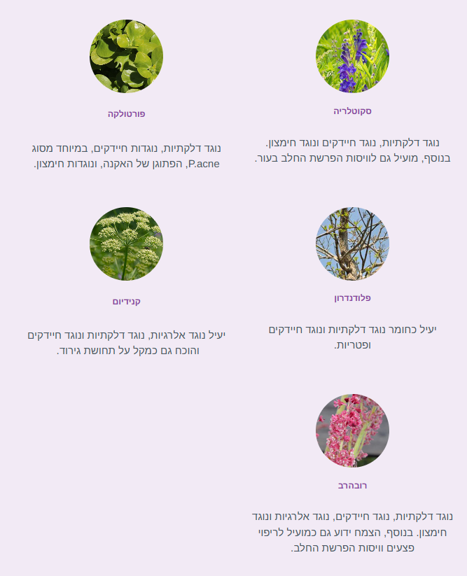 תמונות של צמחים שונים המיועדים לשימושים קוסמטיים, כולל פרוטליקה, סיקורייה, פדיקדרון, קיפידיון, פְּלָנְדִרָן והוֹבֵרְבָה. כל צמח מצויין עם תיאור קצר של תועלותיו לעור.