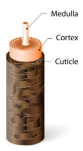 Illustration showing the structure of a hair strand, labeled with its three main parts: Medulla, Cortex, and Cuticle.