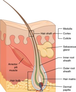 Diagram of a hair follicle structure, showing the medulla, cortex, cuticle, sebaceous gland, root sheaths, hair bulb, and associated muscles.