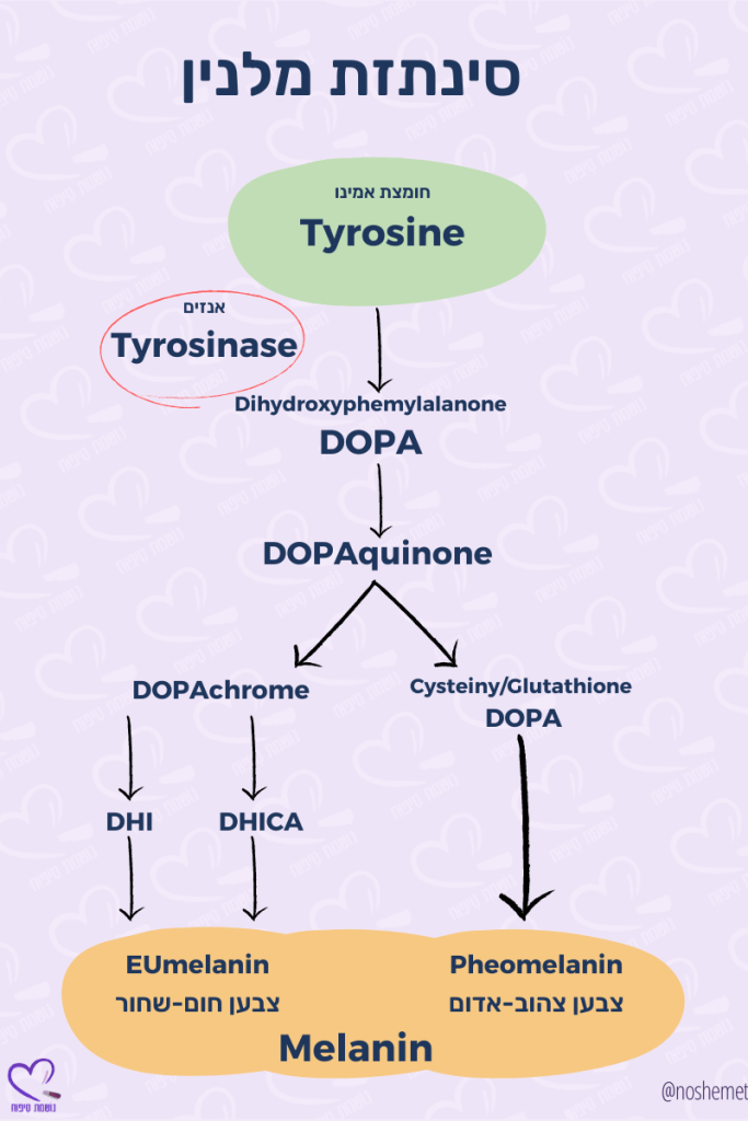 איור לתהליך סינתזת מלנין בעור, כולל תהליכים המושפעים על ידי האנזים טירוזינאז ומסלולי ההמרה ל-Eumelanin ו-Pheomelanin.