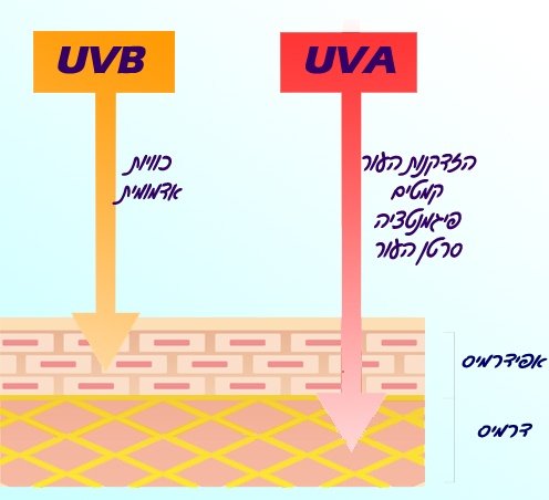 גרף המדגים את חדירת קרני ה-UVB וה-UVA לעור האנושי, עם הסברים על ההשפעות של כל סוג קרינה.