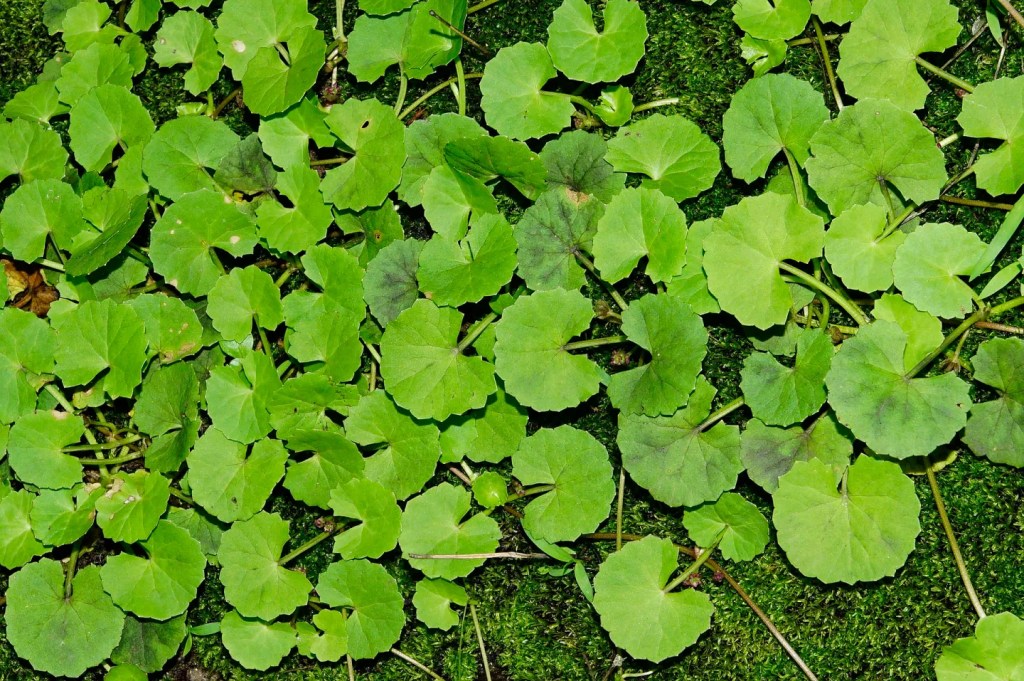 מבט על עלי סנטלה אסייתית (Centella asiatica), צמח ירוק עם עלים עגולים, המשמש לטיפוח עור.