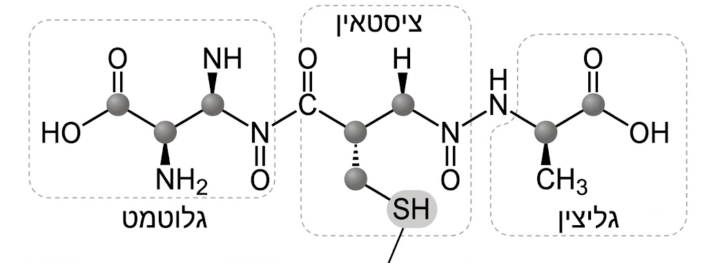 glutathione מה זה גלוטתיון בטיפוח העור Carbamide Forte L-Glutathione Reduced+